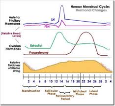 Menstrual Cycle Diagram With Ovulation
