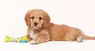 the cavapoo is a mixed breed dog with one cavalier king charles spaniel pa and one poodle pa