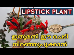 lipstick plant flowering tips