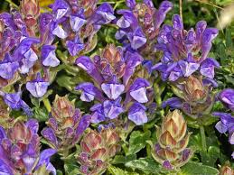 Scutellaria alpina - Wikipedia