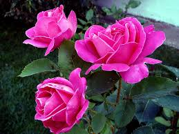 Pink Roses Rose Bonito Roses Flower