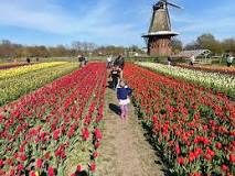 when-and-where-is-the-tulip-festival-in-michigan