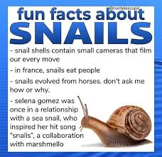 bout fun facts ab snai ls snail ss