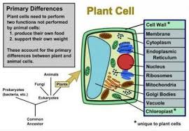 Flow Chart On Plant And Animal Cells Brainly In