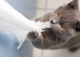 my cat shredding all my toilet paper