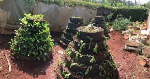 How To Make A Kitchen Garden In Kenya