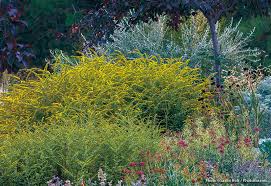 We also offer a wide selection of low maintenance, flowering trees & shrubs that will wow you time and time again. The Best Goldenrods For Your Garden Garden Gate