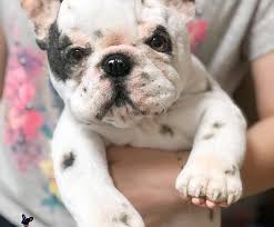 french bulldog puppy white spotted