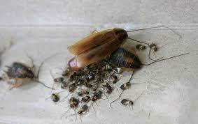 haskell termite pest control