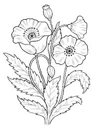 Poppy Flower Coloring Pages Download And Print Poppy Flower
