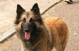 types of belgian shepherd dog all