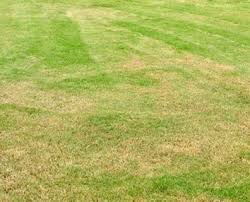 Don't miss this video for a cheap and easy lawn redo for. Grass Yellow After Fertilizing Here S How To Repair Davey Blog
