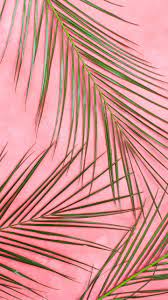 Pink Wall wallpaper, palm, leaf ...