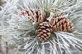 bath mat frosted pine cones needles