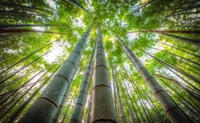 Bamboo Forest 2880x1800 Windows 10 Hd Wallpaper
