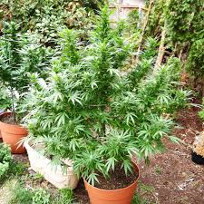 Image result for cannabis grown outside in uk