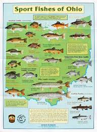 Freshwater Fish Ohio Fishing Tips Fish Ohio Program