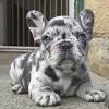 These french bulldog puppies located in texas come from different cities, including, san antonio, longview, garland, fort worth, el paso poetic cute french bulldog puppies. 1