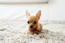 carpet cleaning for pet owners is