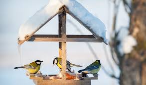 abri aux oiseaux en hiver