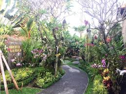 the best orchid garden in bali