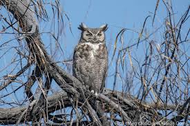 desert phase great horned owl 365
