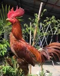 Ayam bangkok juara thailand dan keunggulannya bagi para pecinta ayam petarung, tentu sudah tak asing lagi dengan ayam jenis ayam bangkok. Pama Iq Ninja Filano Lancar Jaya 2121 Facebook