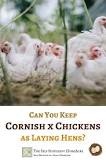 Can you keep Cornish hens as pets?
