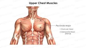 upper chest workout for defined pecs