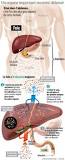 Quel est l'ennemi du foie ?