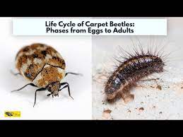 life cycle of carpet beetles phases
