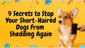 short haired dogs from shedding again