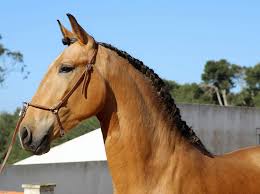 Best collection of well trained dressage pre horses. N 555 Stunning Buckskin Lusitano 3 Year Old Sold Lusitano Horse Search