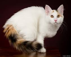 🐱 dm us for removal or credit! 7 Facts About Turkish Van Cats Mental Floss