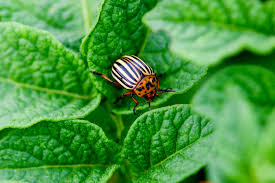 Controlling garden pests shouldn't be frustrating or time consuming. 3 Secrets To Stop Garden Pests Naturally How To Keep Plants Bug Free