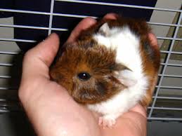Guinea Pig Size Guide