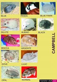 Cambells Dwarf Hamster Colors Hamster Breeds Baby