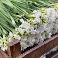 If you are going to use mh blulbs for flowering, make sure you supplement them with a light that contains large amounts of red. Narcissus Paperwhite Bulbs Wholesale Flowers Diy Wedding Flowers
