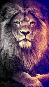 Lion iPhone X Wallpapers - Top Free ...