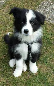 Red border collie, trick with red flower. The Cutest Border Collie Puppy Doesn T Even Look Real Looks Like An Adorable Little Stuffed Toy Puppies Cute Baby Animals Cute Animals