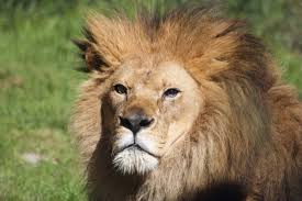 Ace ventura goes even further. Santa Barbara Zoo Announces Death Of African Lion Newschannel 3 12