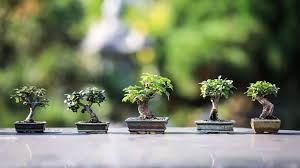 Caring For Bonsai Tates Of Sussex