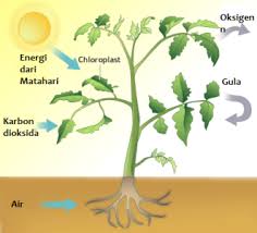 Pada dasarnya, fotosintesis merupakan proses penyusunan karbohidrat atau zat gula dengan menggunakan energi matahari. Proses Fotosintesis Pada Tumbuhan Beserta Gambarnya Dosenbiologi Com