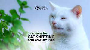 cat sneezing and watery eyes