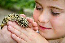 When it comes to kids, not all lizards can make good pets. Why Is The Leopard Gecko Such A Great Pet 5 Good Reasons Reptile Centre