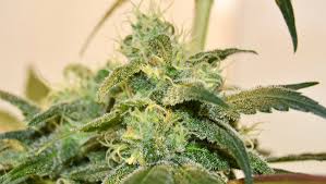 The marijuana flowering stage is when the plants grow their scented and smokable buds. How To Water Cannabis Plants La Huerta Grow Shop Blog