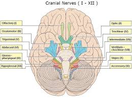 Neurovascular Assessment Exam Diagram Quizlet