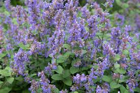 how to plant and grow catmint nepeta
