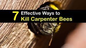 7 effective ways to kill carpenter bees
