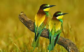 beautiful colorful birds on a branch